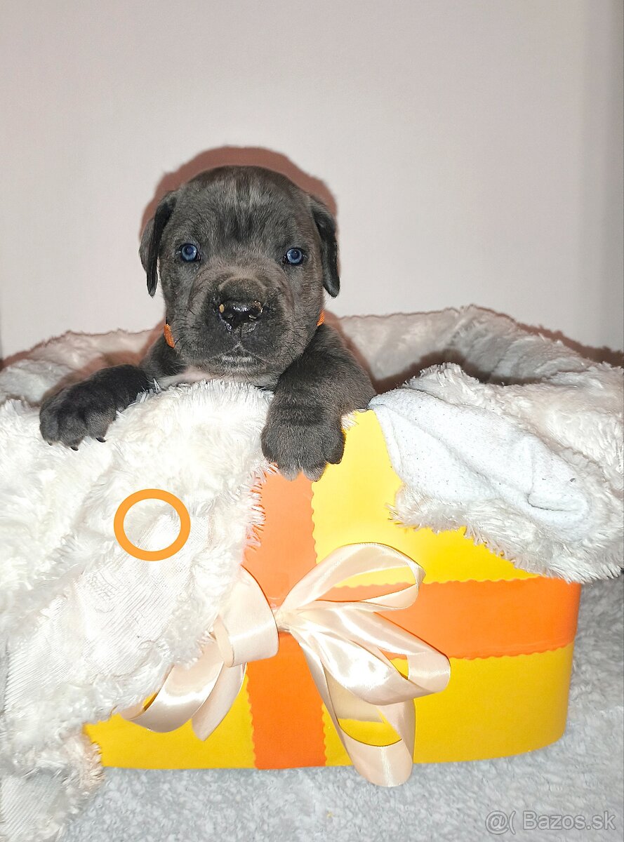 cane corso šteniatka bez PP - 5