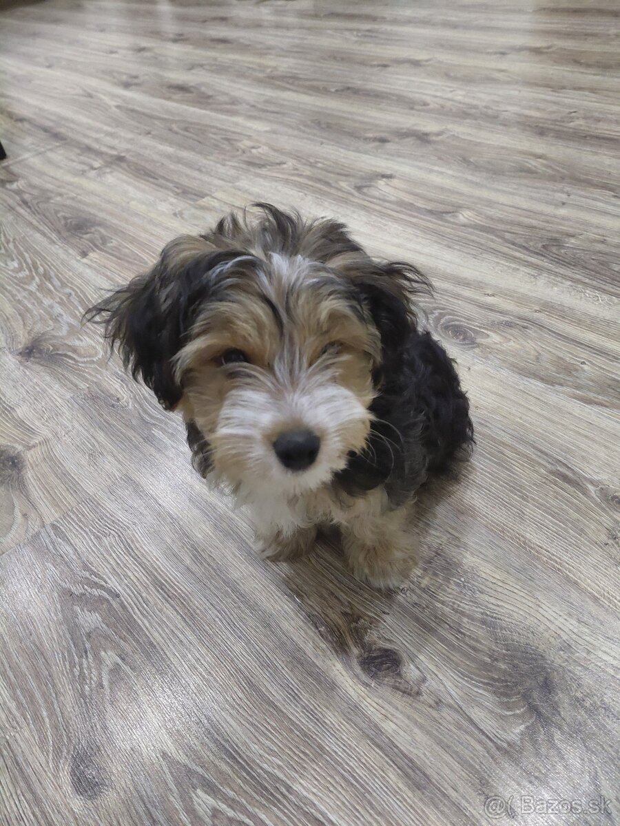 Yorkshirsky teriér - 5