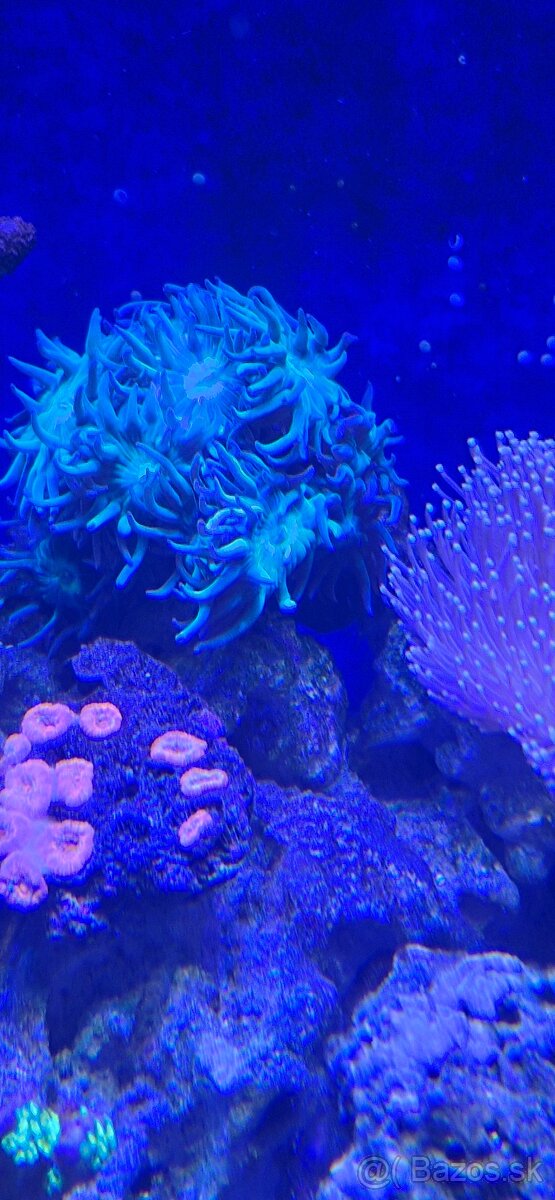 Morske akvarium - 5