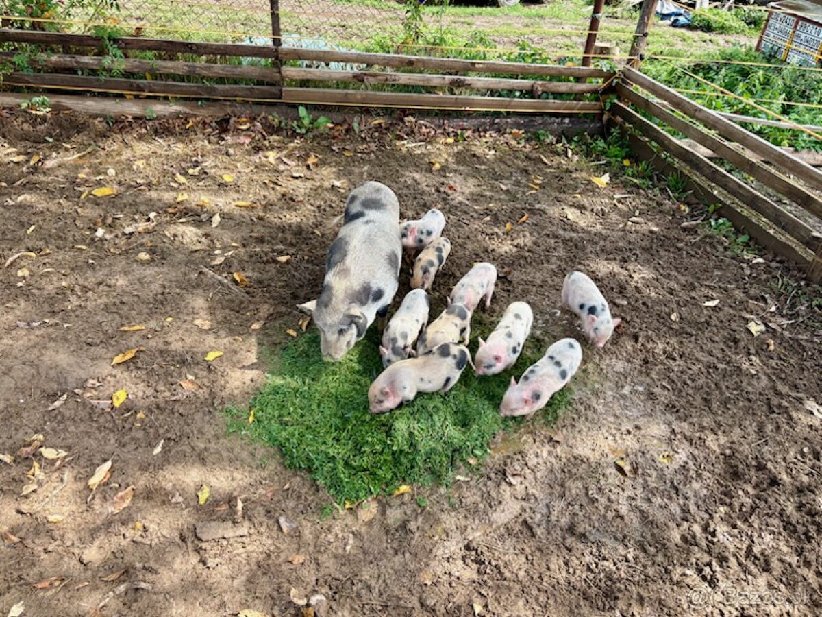Göttingenské Mini Prasiatka 🐷 - 5