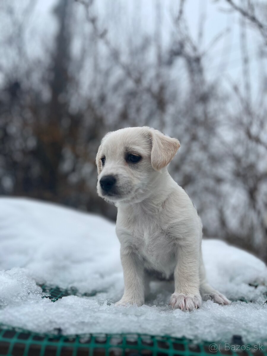 Darujem šteniatka - 5