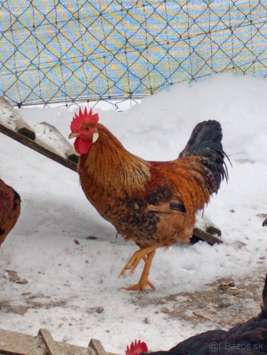 Kohút 🐓 - 5