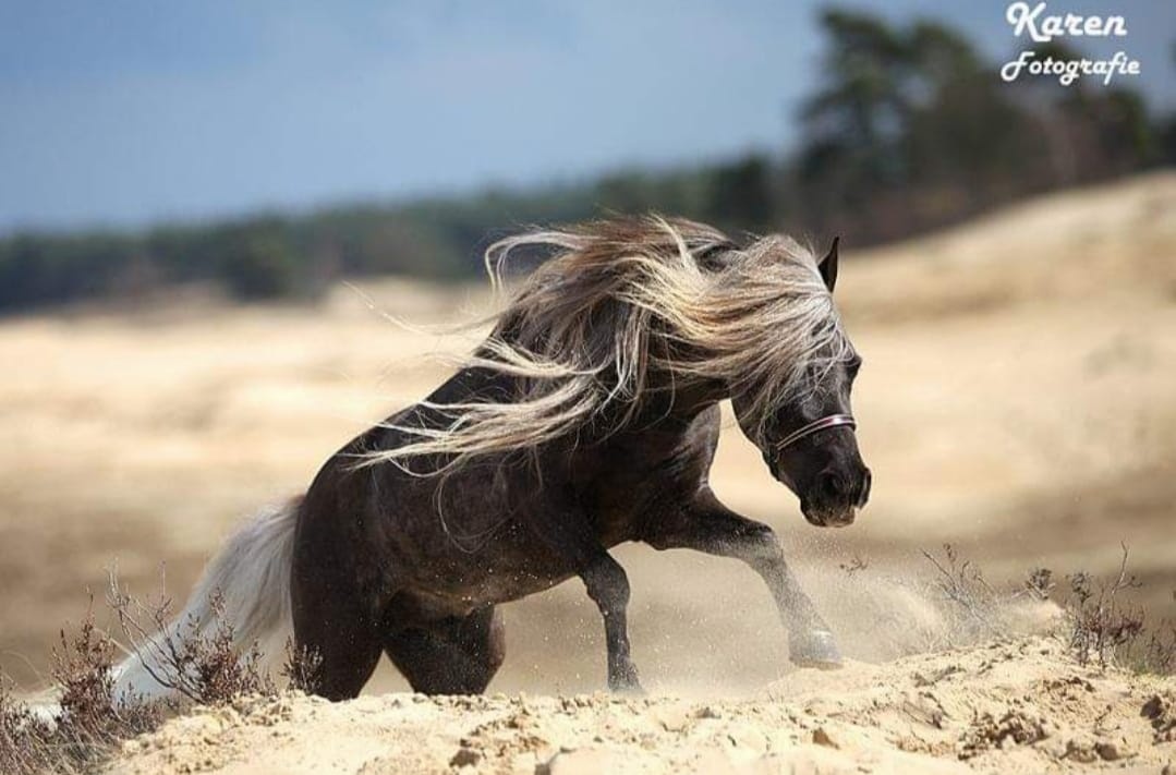 Minihorse hřebeček - 5