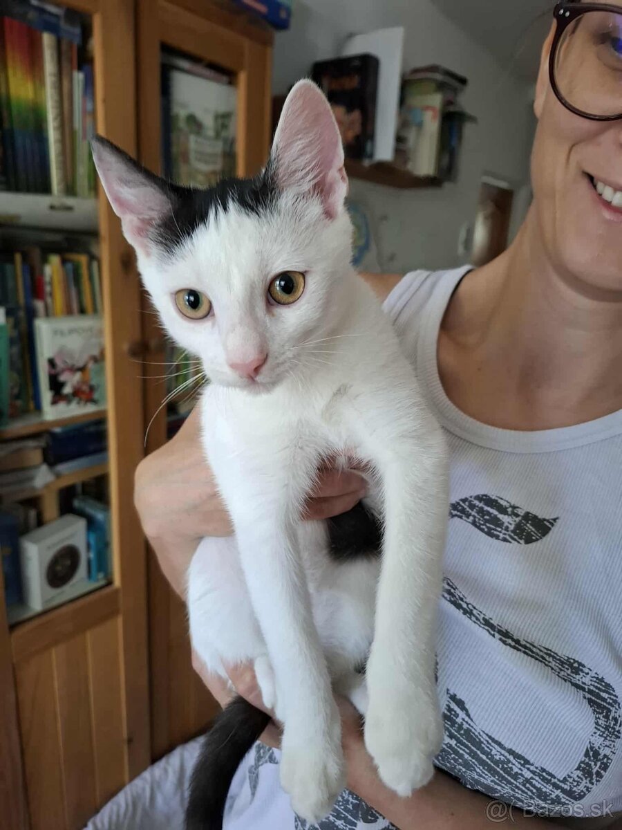 Kocuriky na adopciu - 5