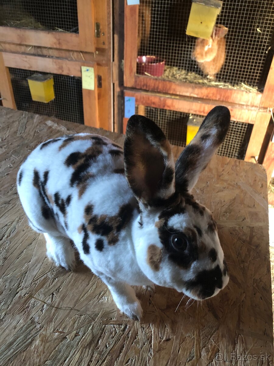 Dalmatinsky trojfarebný Rex,Kastorex,Burgundsky - 5