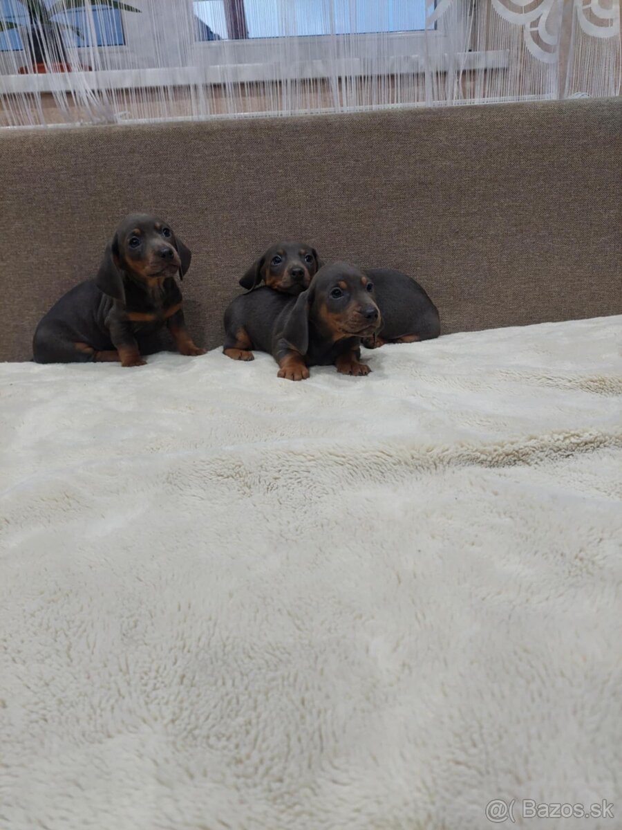 Jazvečik trpazlici - 5