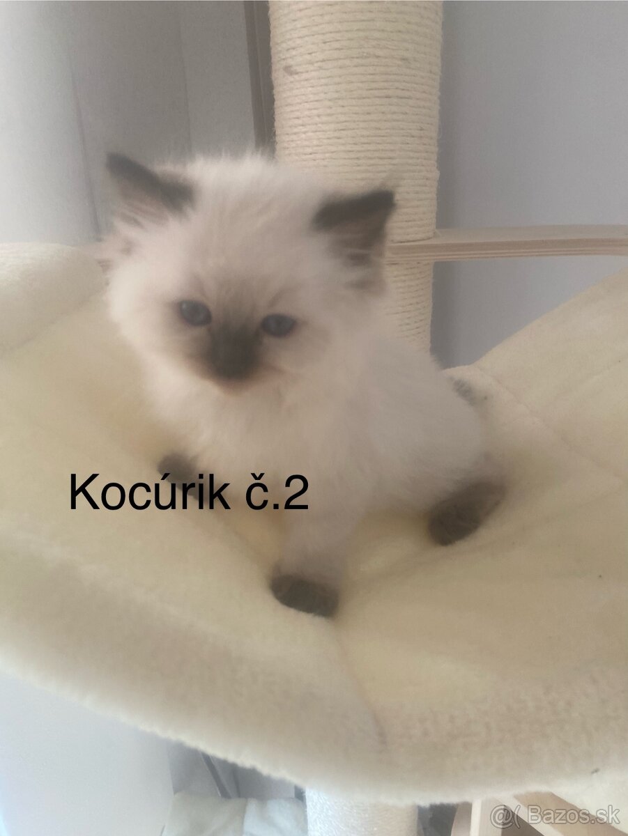 Ragdoll mačiatka bez PP-poslední 3 voľní kocúrikovia - 5