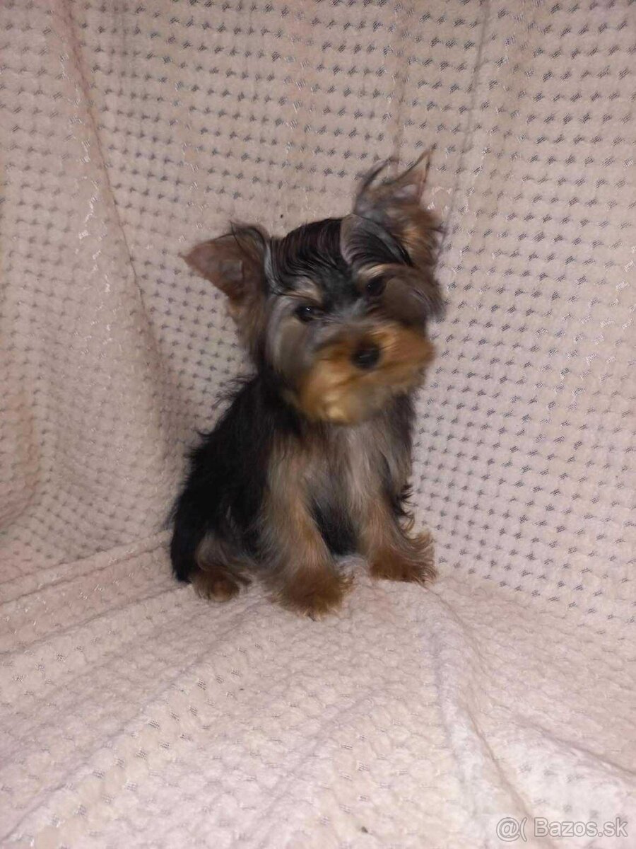 York, Yorkshire, Yorkshirsky terier, mini yorkshire samec - 5