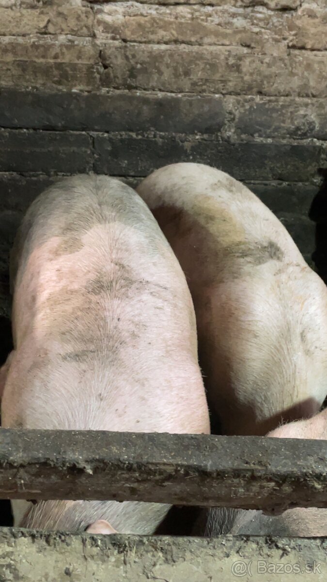 Jatočné ošípané - 5