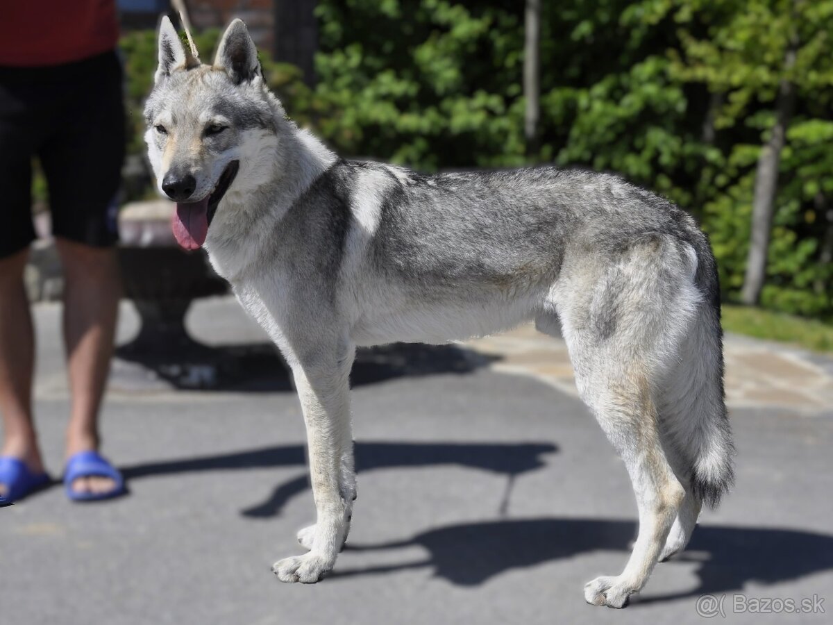 Československý vlčiak s PP - 5