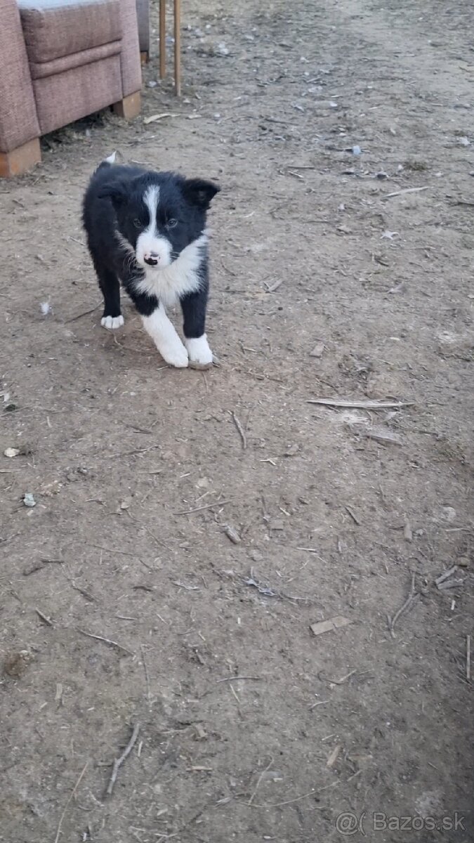 Psik border kolia - 5