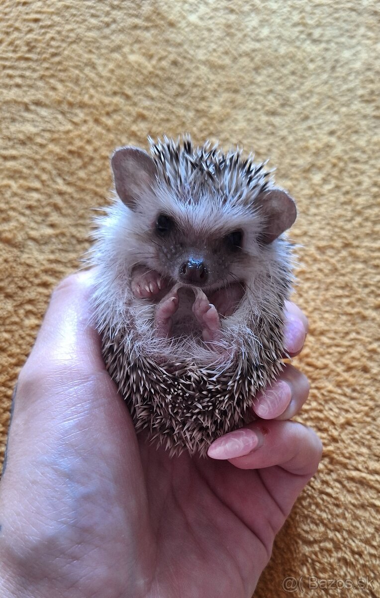 Ježko africký bielobruchý-samička - 5