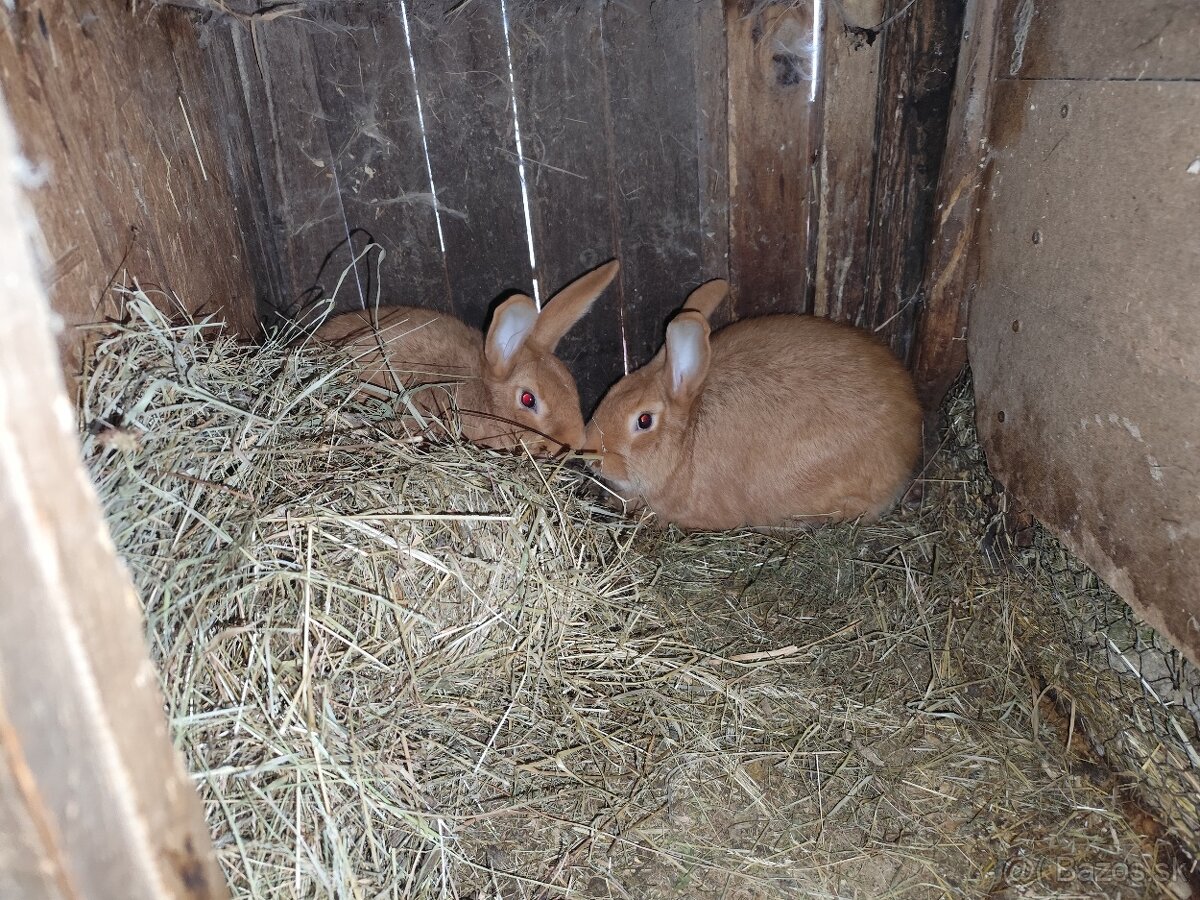 burgmunske kraliky - 5