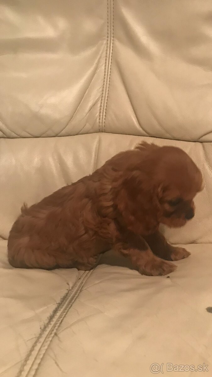 Kavalier king Charles španiel - 5