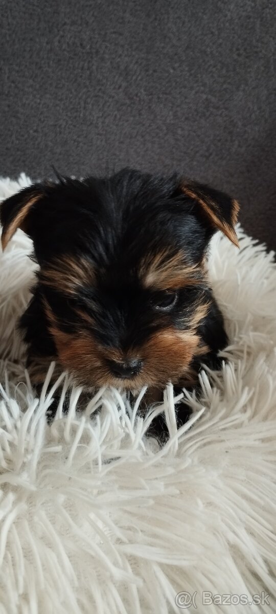 Yorkshirsky teriér - 5