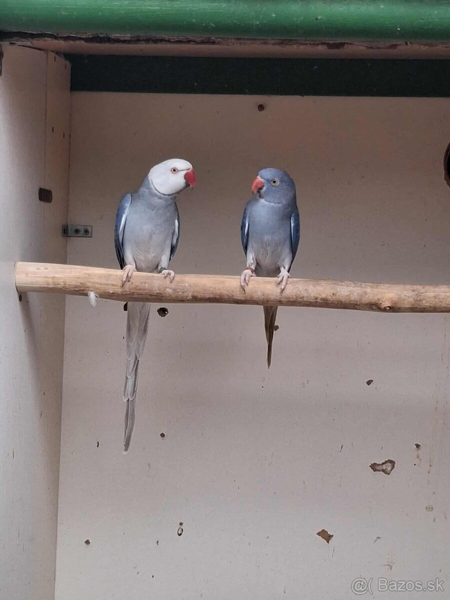 Alexander malý- hlava chvost - 5