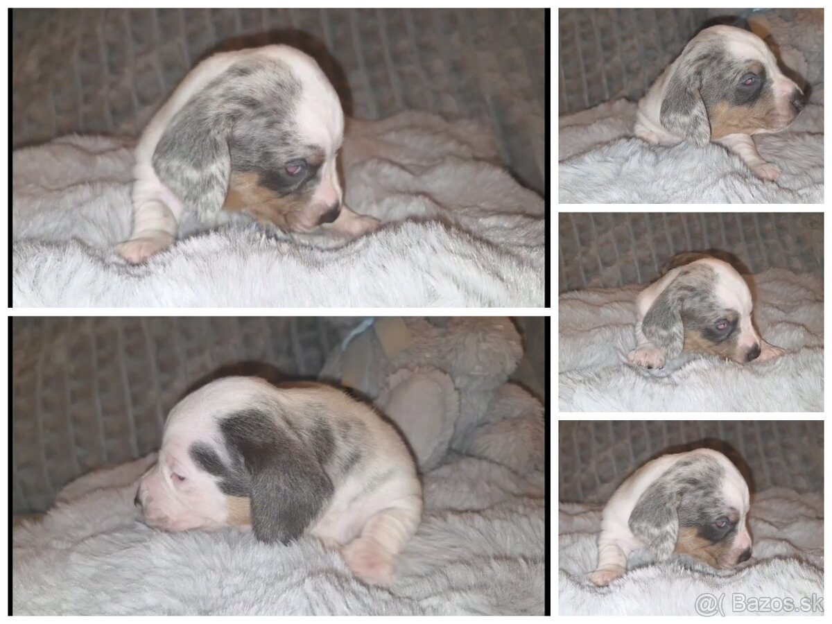 Krátkosrstý jazvečík trpasličí - šteniatka - 5