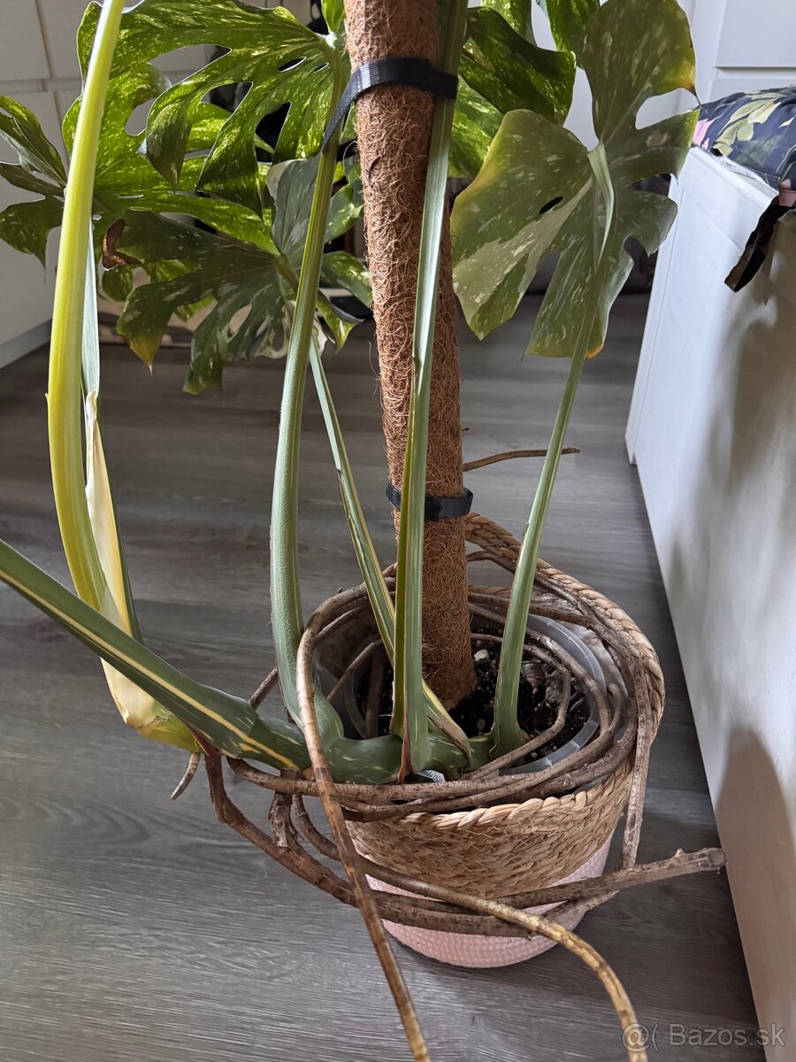 monstera thai velka - 5