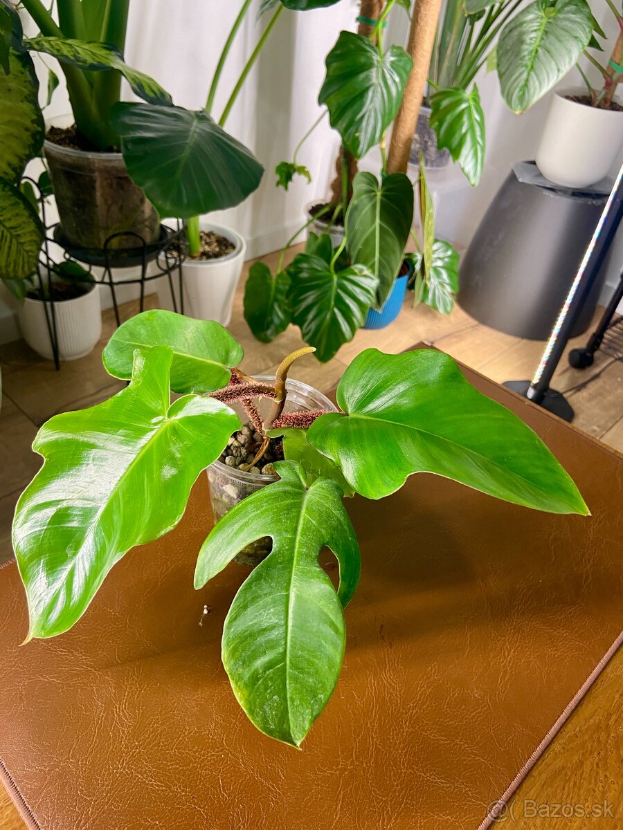 Predám rôzne izbové rastliny - 5
