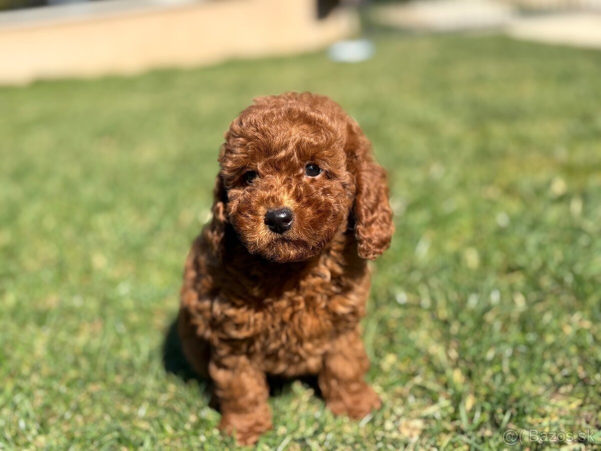 Pudel, pudlik toy / trpaslik - 5