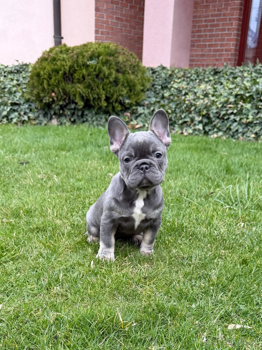 Francuzsky buldoček blue tan fenka - 5