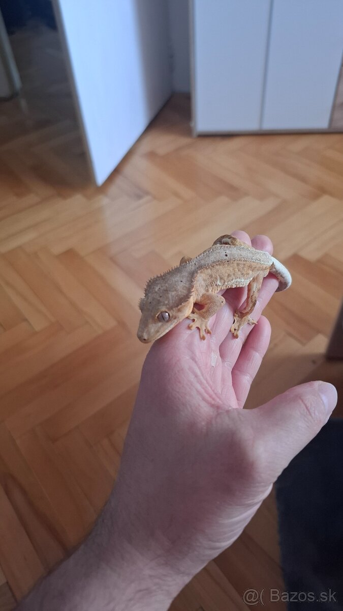 Pagekon riasnaty samček - 5