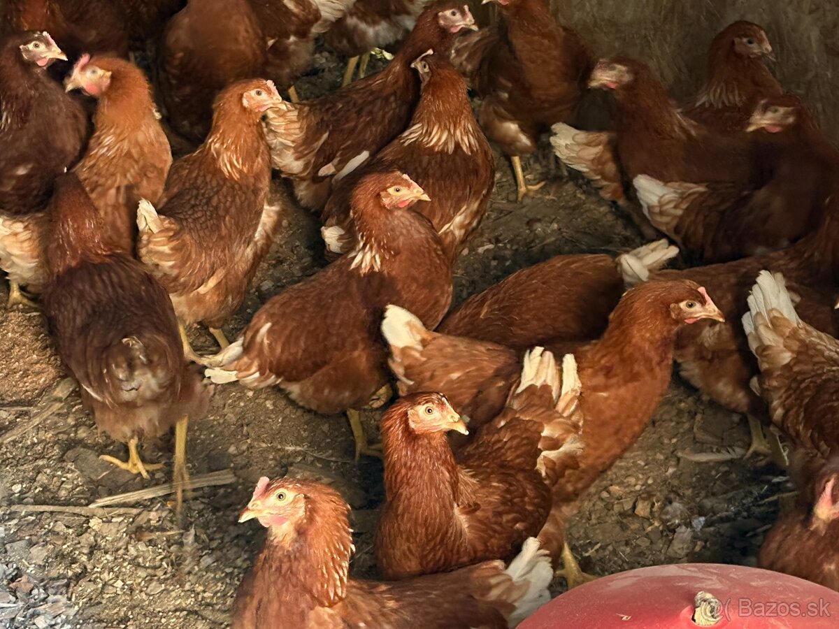 Sliepky Mládky Nosnice Lohman - 5