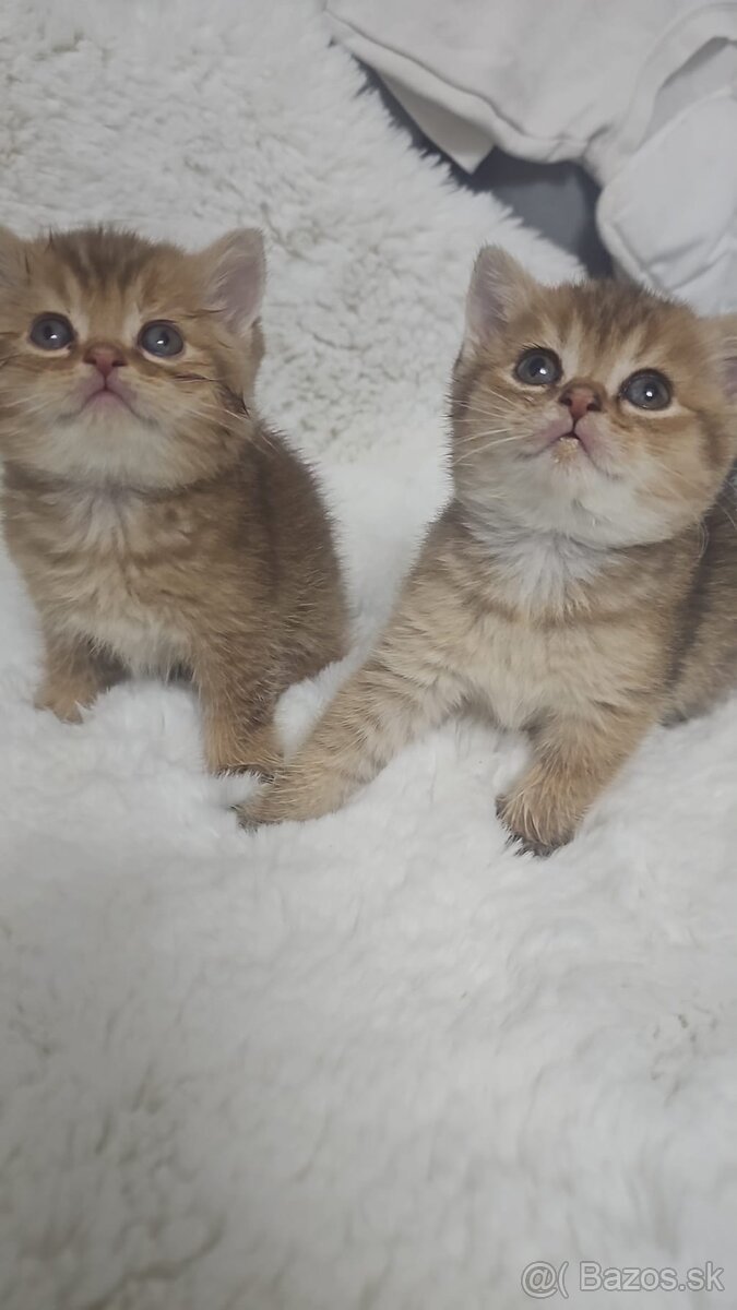 Britská cincila - 5