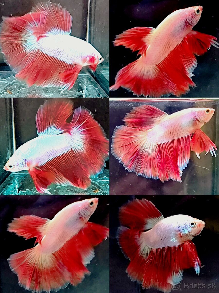 Betta Splendens - Bojovnica Pestrá. - 5