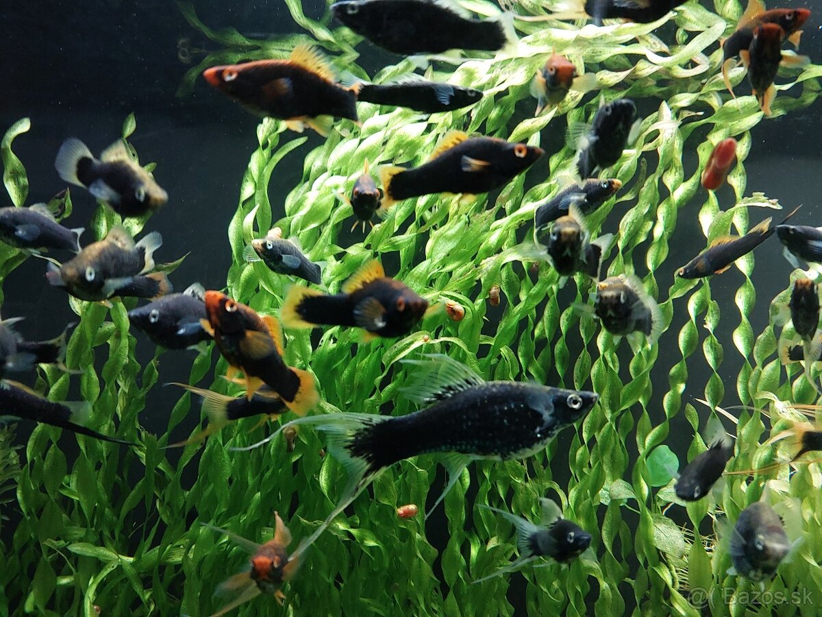 Mecun cierny,rastliny - 5