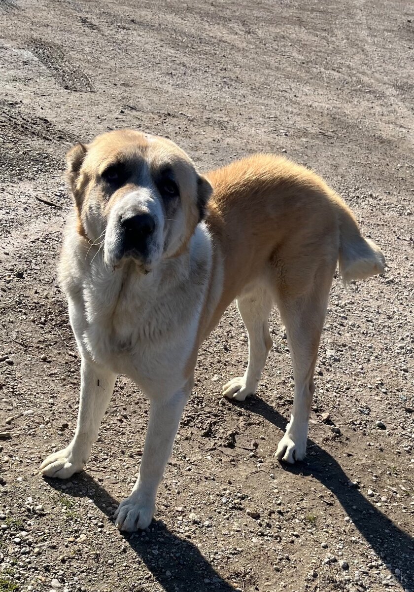 Stredoazijsky ovčiak/SAO - 5