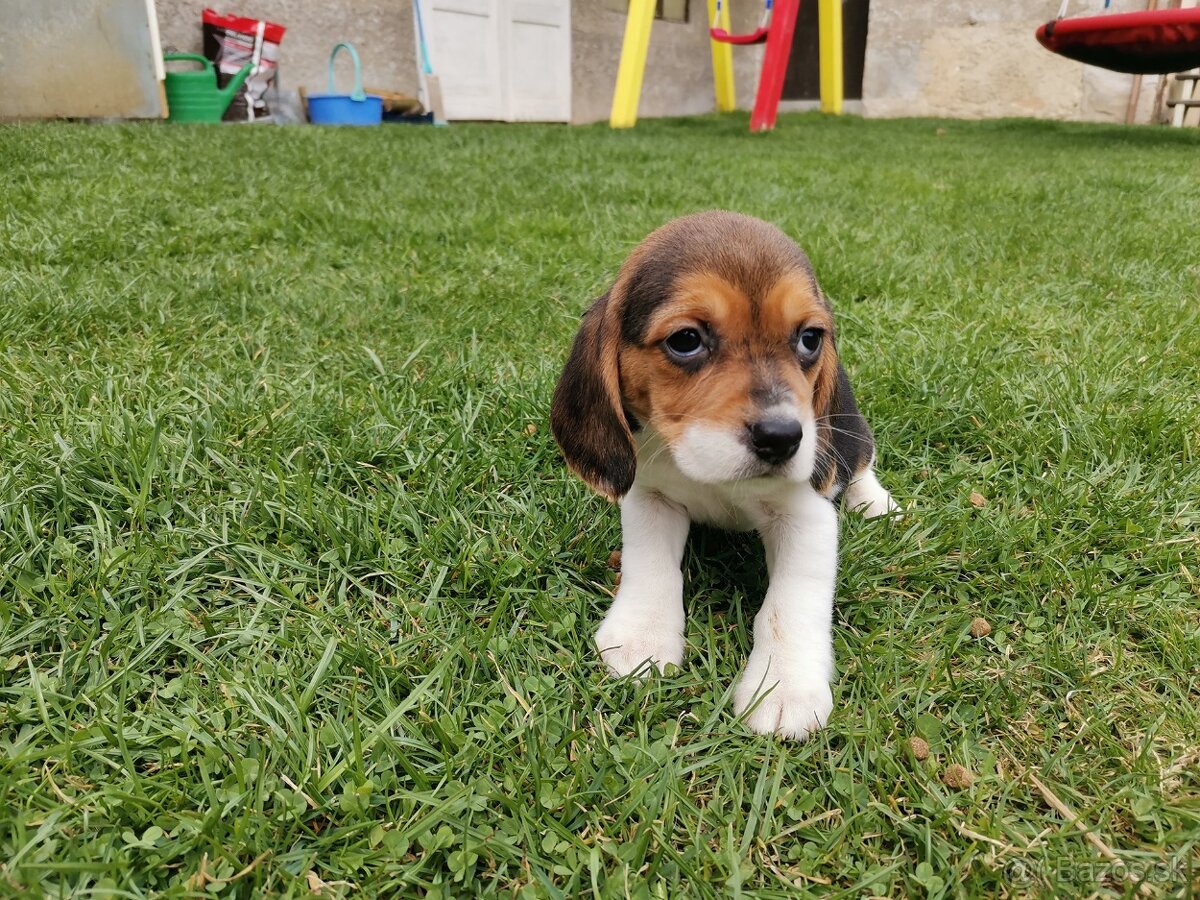 bígl, bígel, beagle - 5