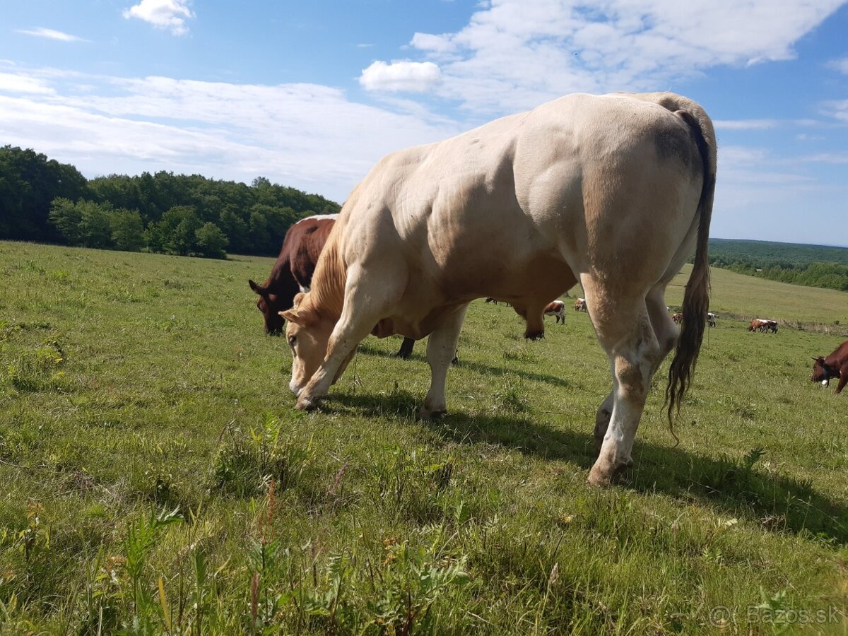 Plemenny byk menom NILS - Blonde d'AQUITAINE - PREDANE - 5