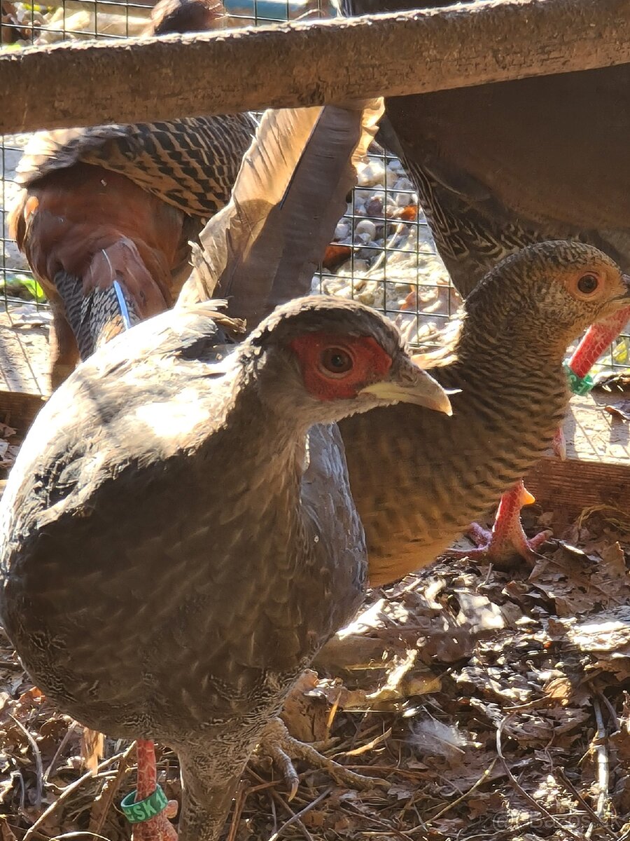 Bažant zlatý a strieborný ,Indické bežce - 5