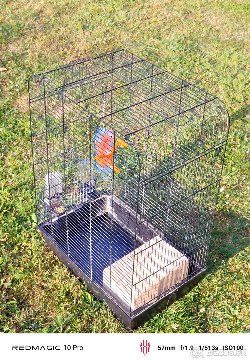 Agapornis ružovohrdly - 5