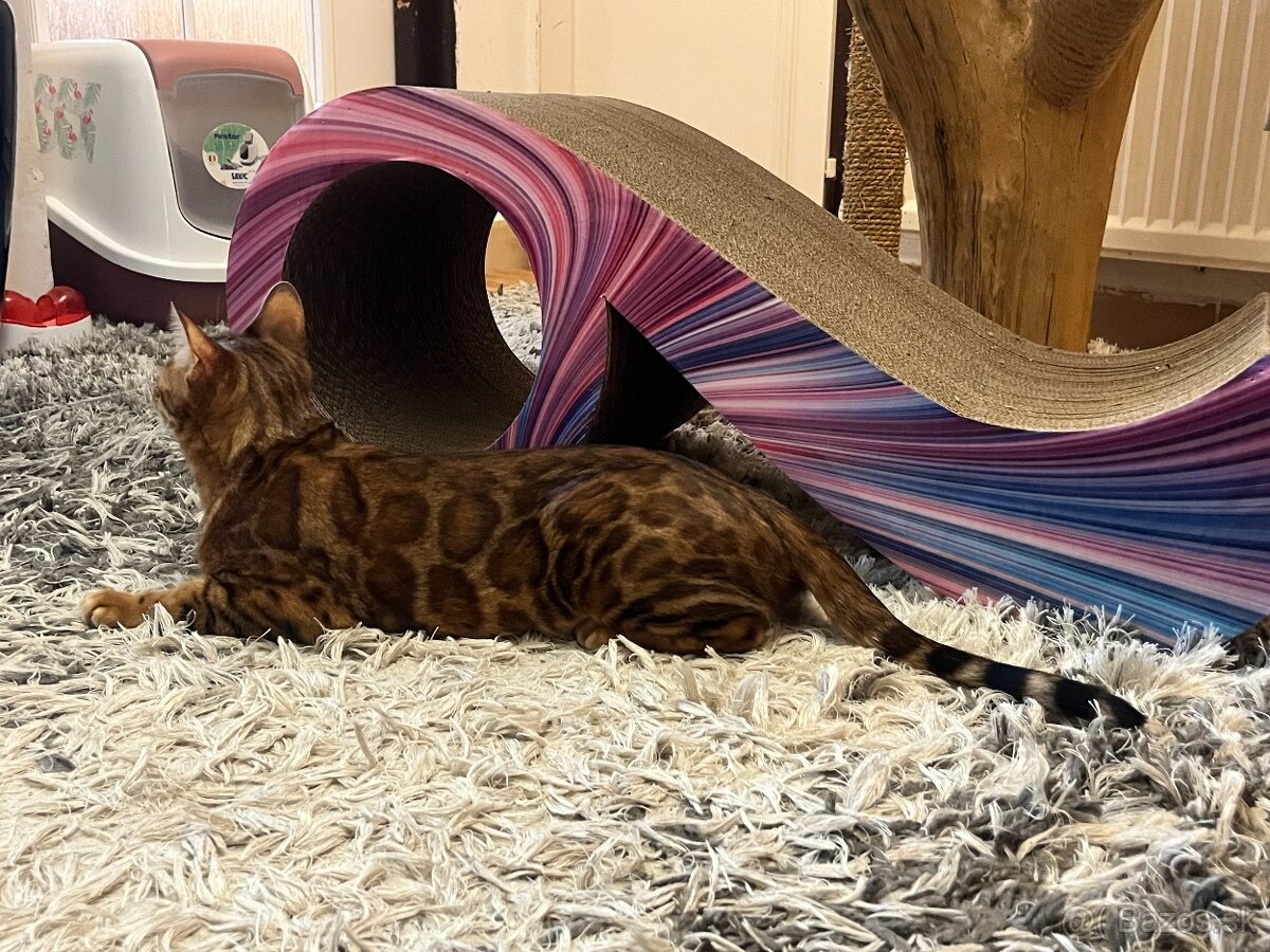 Bengalska mačka - 5