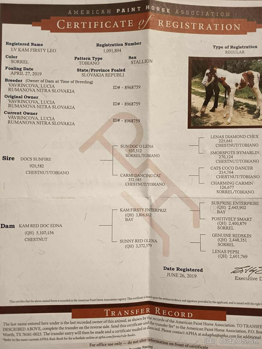 Valach na predaj - 5