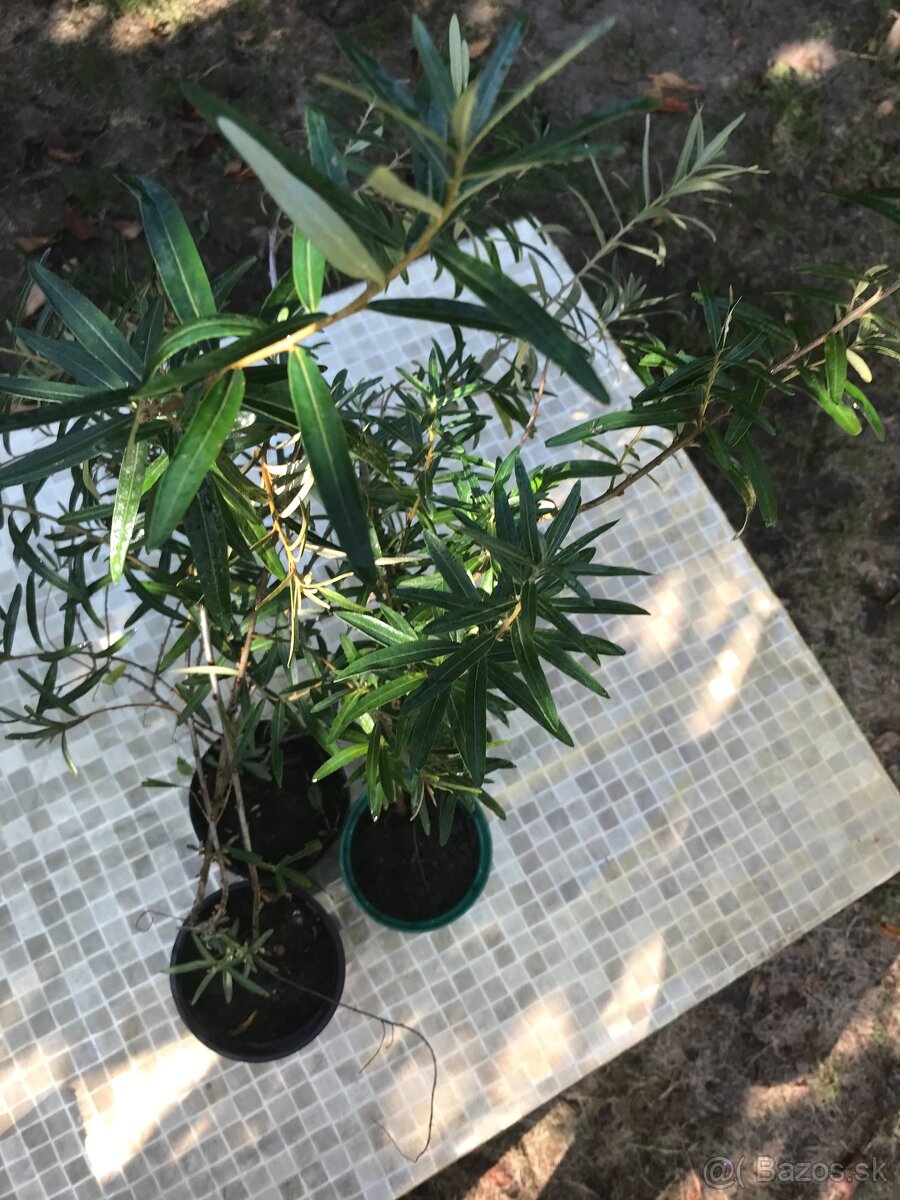 Predám RAKYTNÍK REŠETLIAKOVÝ, ker - 5