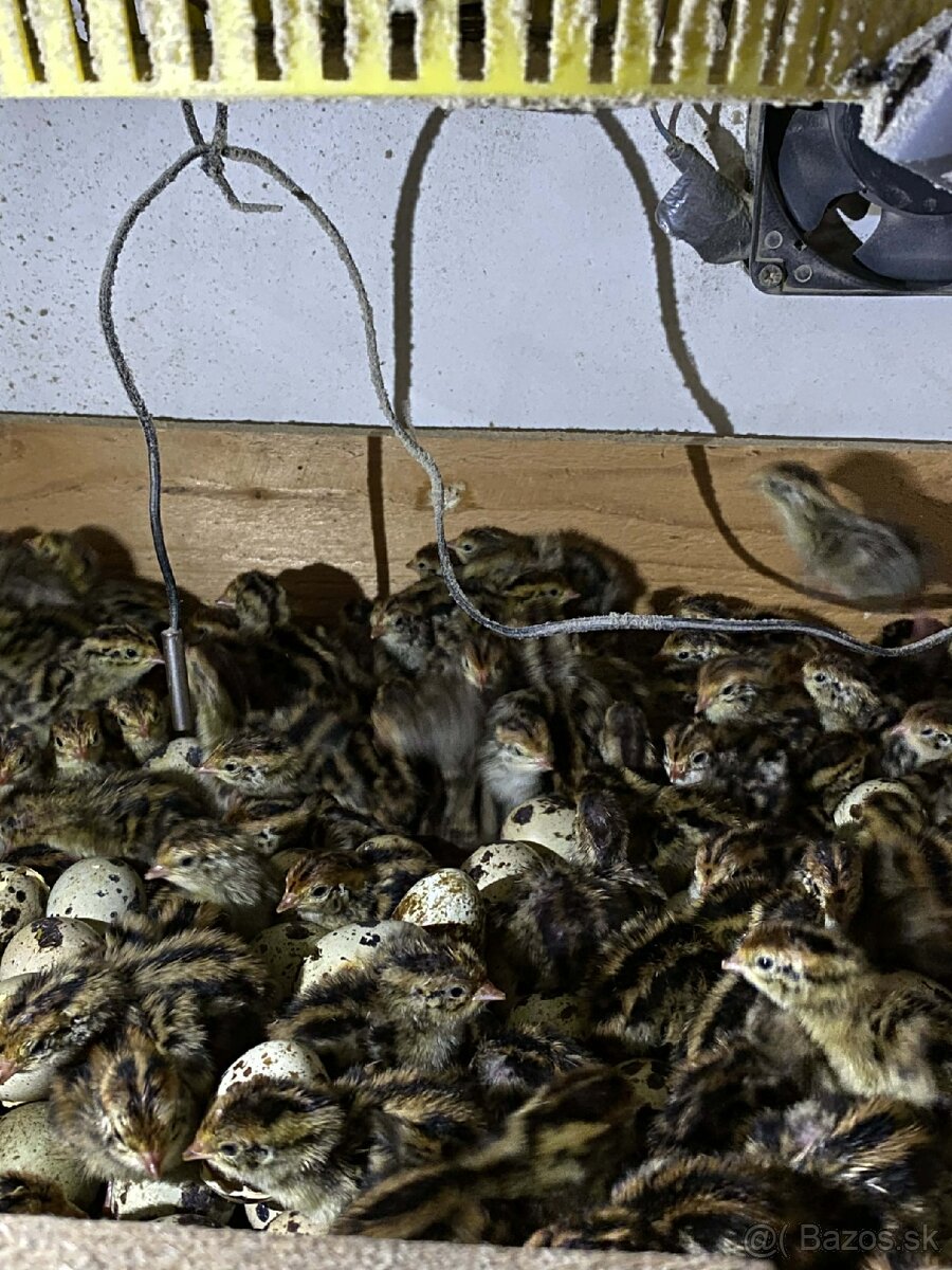 Japonské prepelice - 5