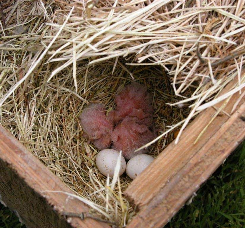 Agapornis Ruzovohrdly - mladé 2025 - 5