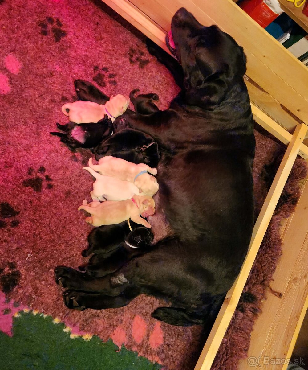 Labrador retriever - šteniatka - 5