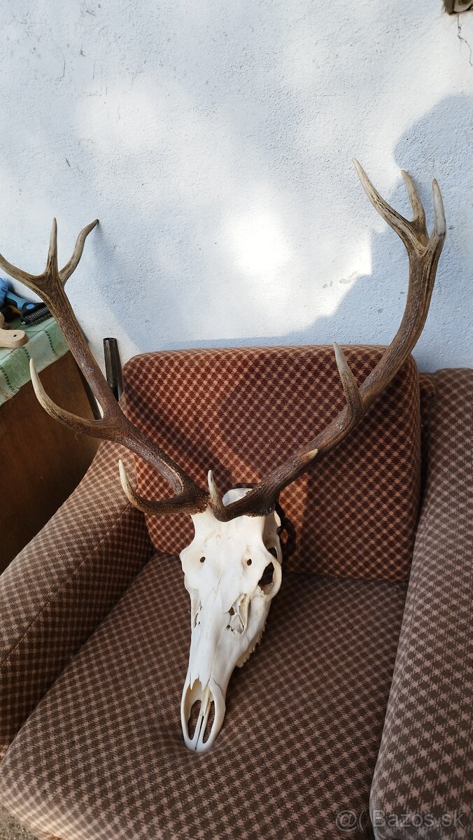 Predám trofej jeleňa, parožie zhody trofeje. - 5