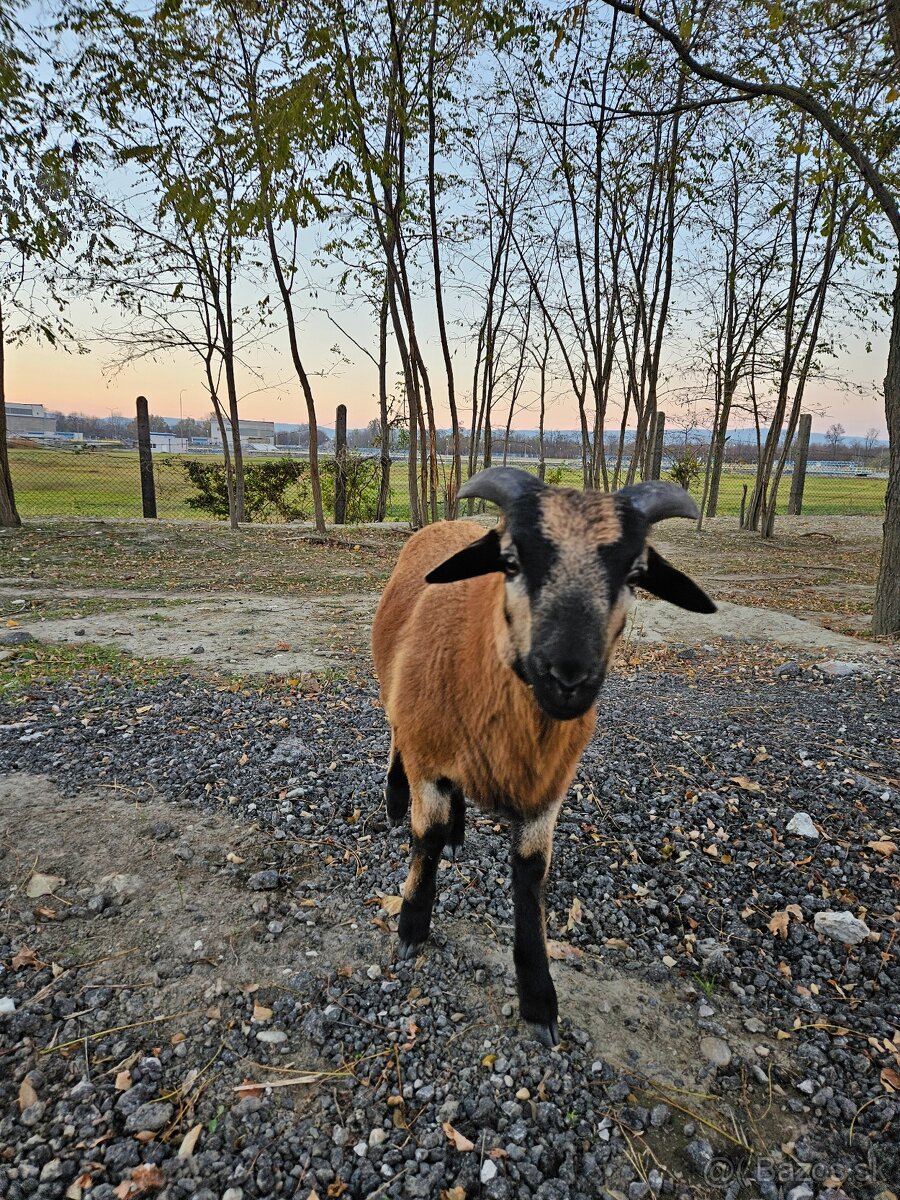 Predam kamerunske ovce - 5