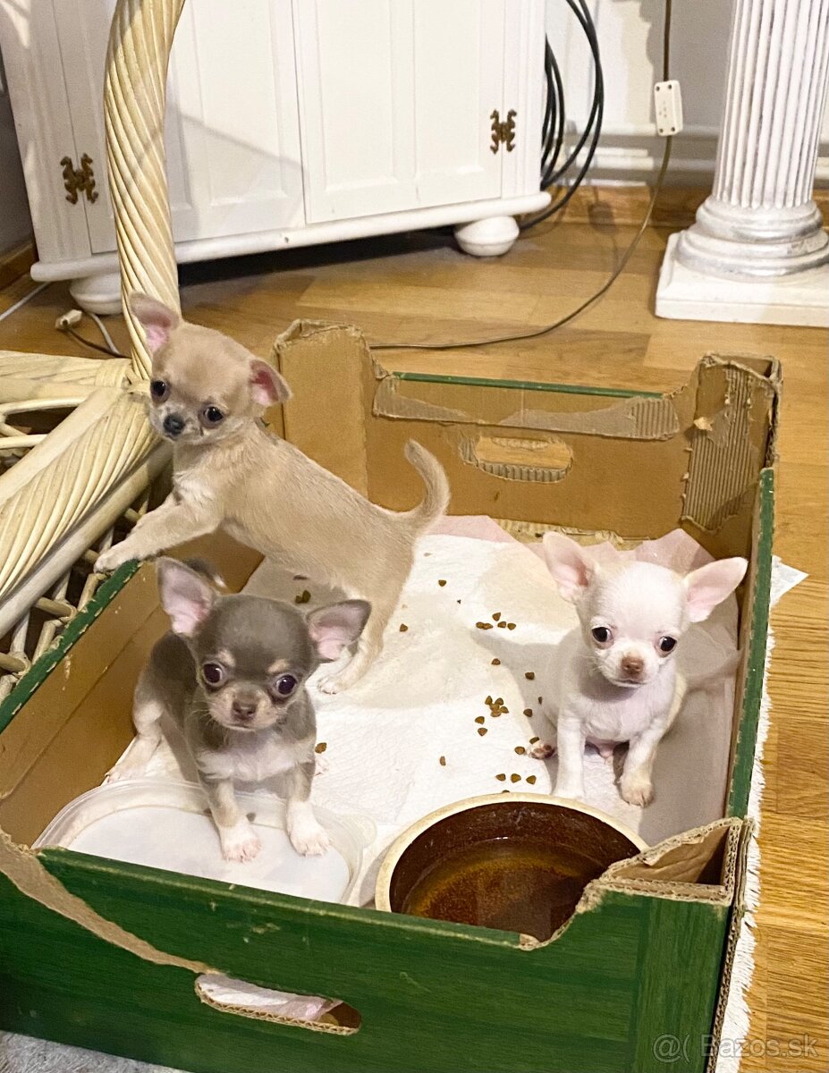 Čivava biely psík - 5