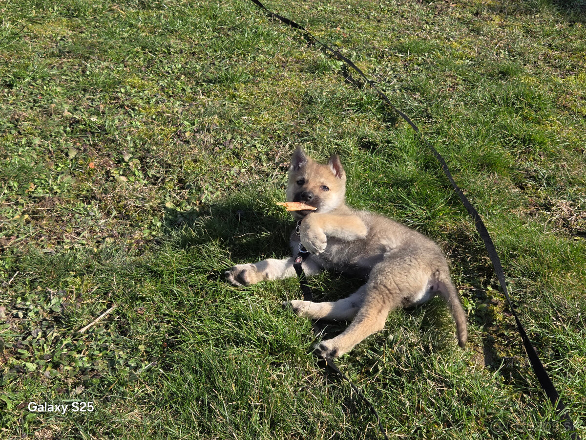 Československý vlčiak - 5