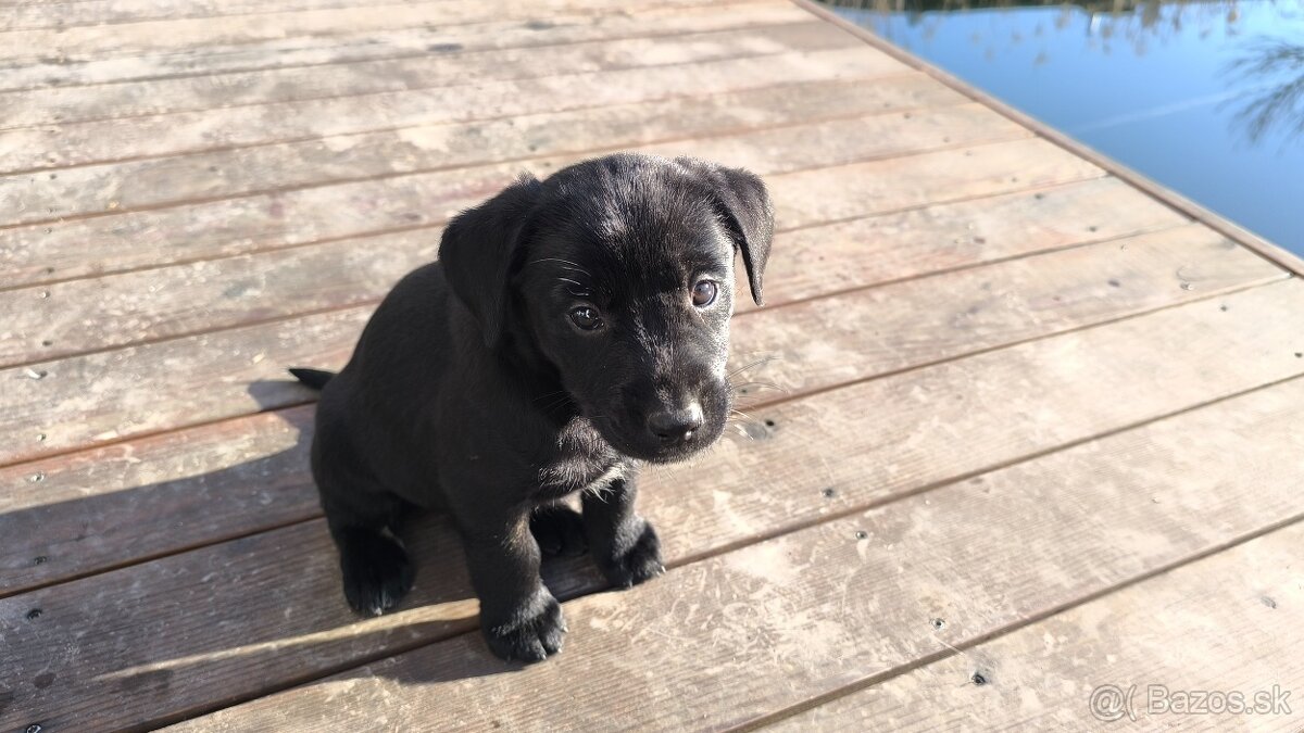 Labrador steniatko - 5