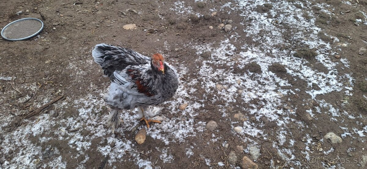 Hľadáme si nový domov - 5