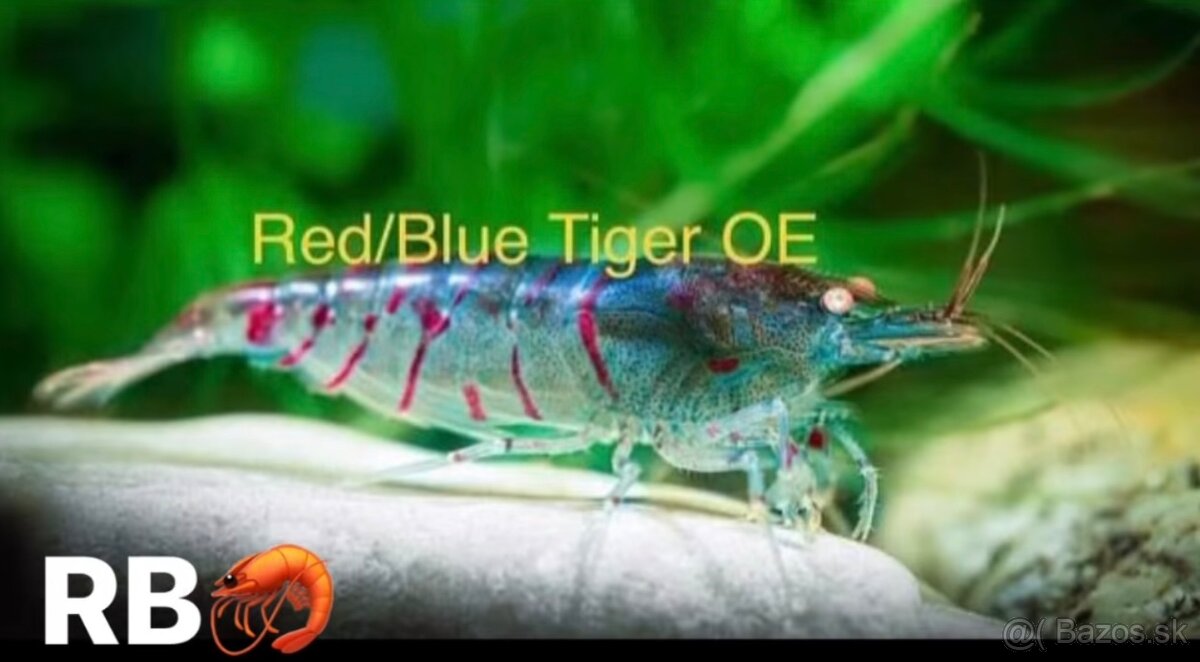 PREMIUM AKVA KREVETKY🦐Caridina a Neocaridina- Odber Zilina - 5