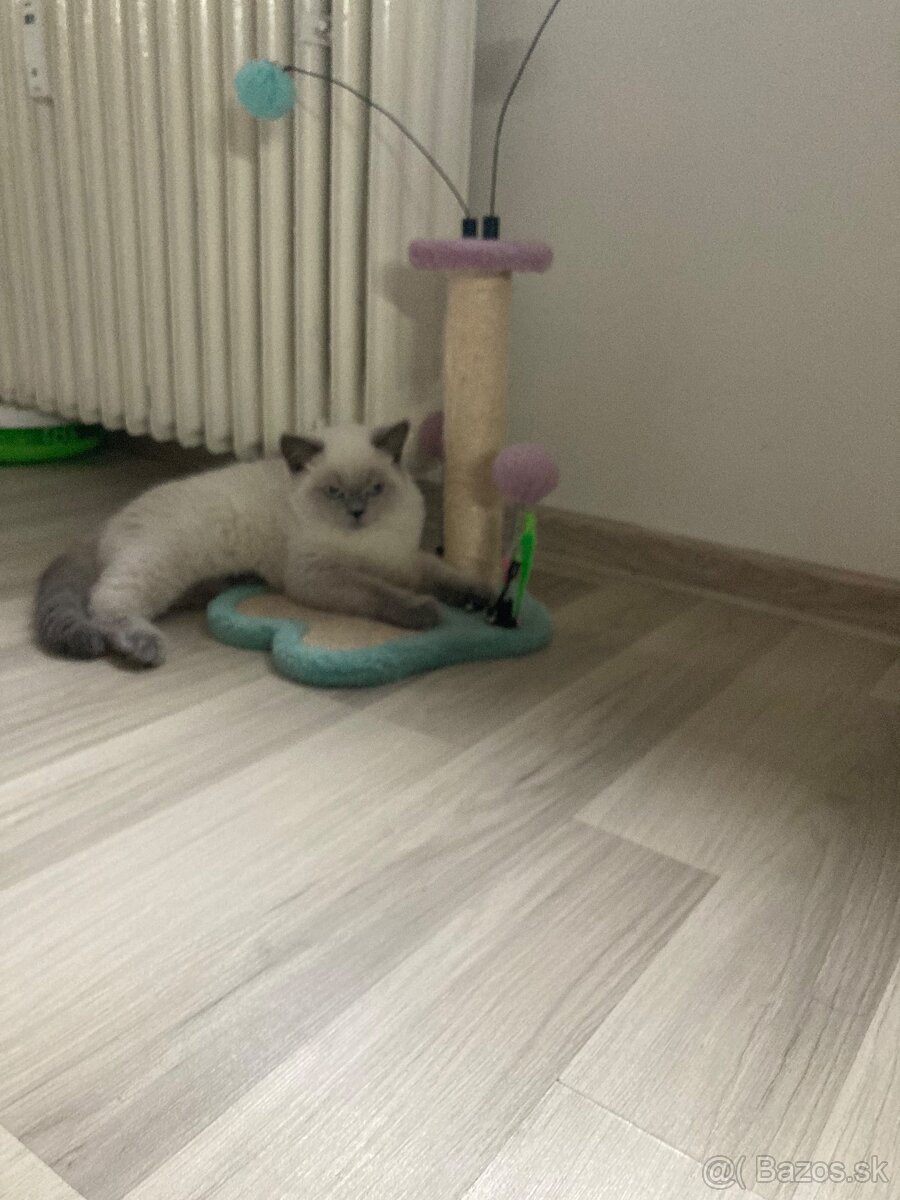 Britské maciatka - 5