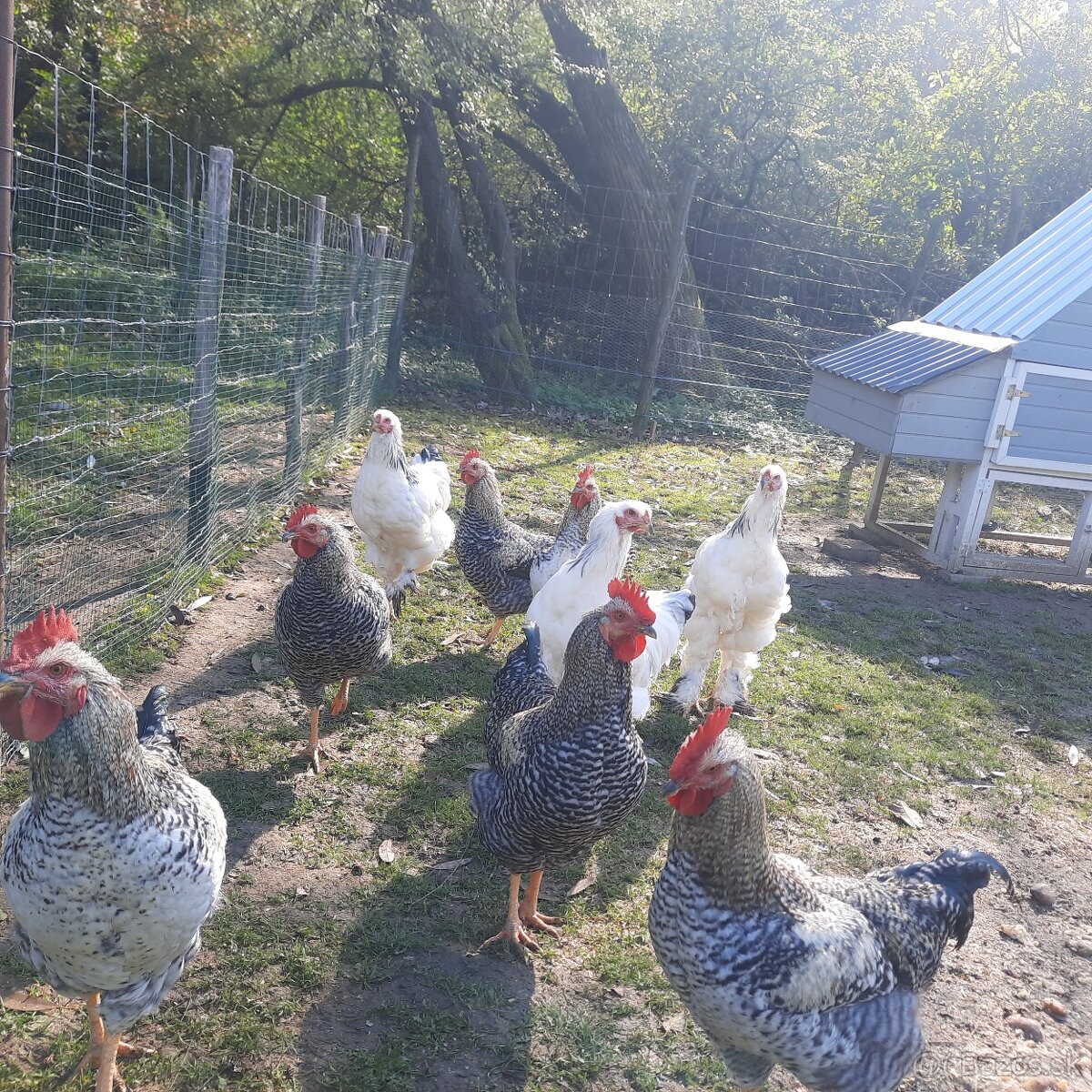 Brahmanka veľká biela- Columbia - 5